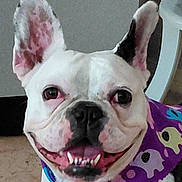 Bella joined the competition — help win amazing prizes! animal, canine, close_up, cute, dog, domestic_animal, ears, elephant_pattern, face, friendly, happy, indoor, pet, portrait, purple_scarf, scarf, smiling, teeth, tongue, white_dog