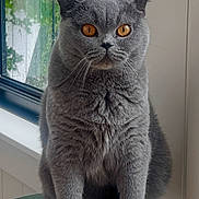 Zara is registered to the contest to win money with this photo: amber_eyes, animal, black_stool, cat, daylight, ears, fluffy_fur, gray_cat, home, indoor, looking_at_camera, paws, pet, portrait, serious_expression, sitting, stool, upright, whiskers, window