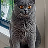 cat, gray_cat, sitting, stool, indoor, window, amber_eyes, fluffy_fur, portrait, pet, animal, looking_at_camera, upright, whiskers, ears, paws, black_stool, home, daylight, serious_expression