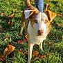 Scooby participe au concours pour gagner de l'argent avec cette photo : animal, autumn_leaves, canine, curious, daylight, dog, ears, eyes, face, field, grass, jeans, leash, looking, nature, outdoor, person, pet, snout, standing