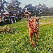 Reece joined the competition — help win amazing prizes! adult, animal, canine, dog, grass, helmet, machine, male, man, nature, outdoors, person, pet, plant, safari, tire, transportation, truck, vehicle, wheel