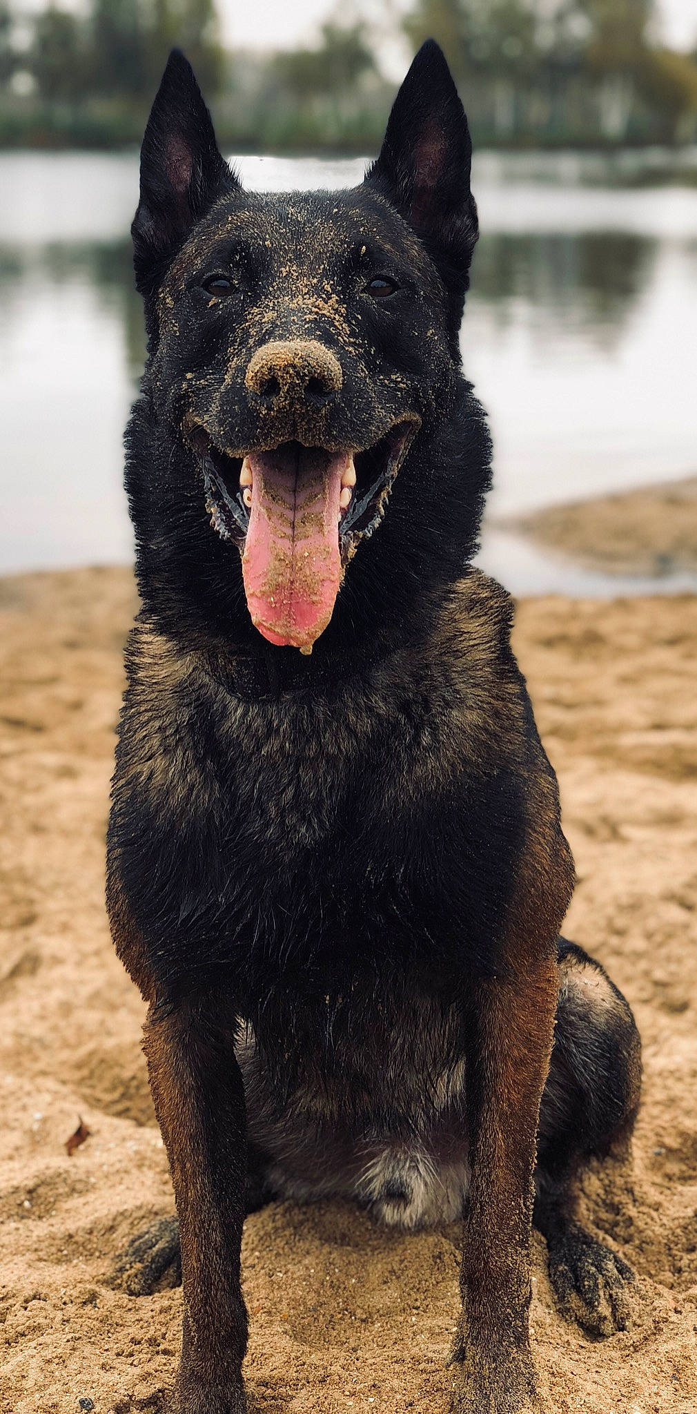 Napoléon a rejoint le concours — aidez-le/la à gagner de superbes lots ! canidae, carnivore, companion_dog, dog, dog_breed, non_sporting_group, snout, soil, sporting_group, terrestrial_animal, vertebrate, water, whiskers, wildlife, working_animal, working_dog