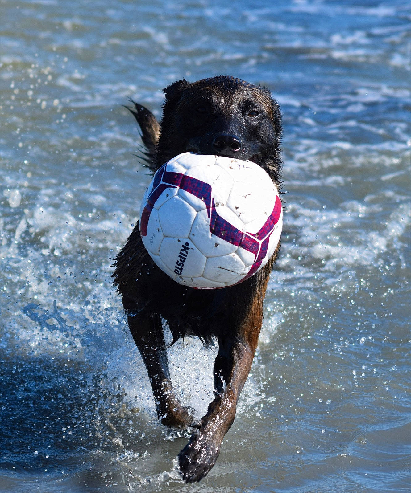 Napoléon participe au concours pour gagner de l'argent avec cette photo : ball, carnivore, collar, companion_dog, dog, dog_breed, dog_collar, dog_supply, fun, leash, leisure, liquid, personal_protective_equipment, recreation, sporting_group, sports, vertebrate, water, wind_wave, working_animal