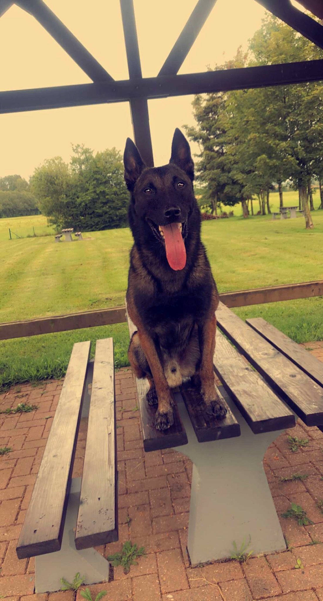 Napoléon a rejoint le concours — aidez-le/la à gagner de superbes lots ! canidae, carnivore, companion_dog, dog, dog_breed, dog_collar, fawn, german_shepherd_dog, grass, happy, herding_dog, plant, snout, sporting_group, tail, tints_and_shades, tree, window, wood, working_animal