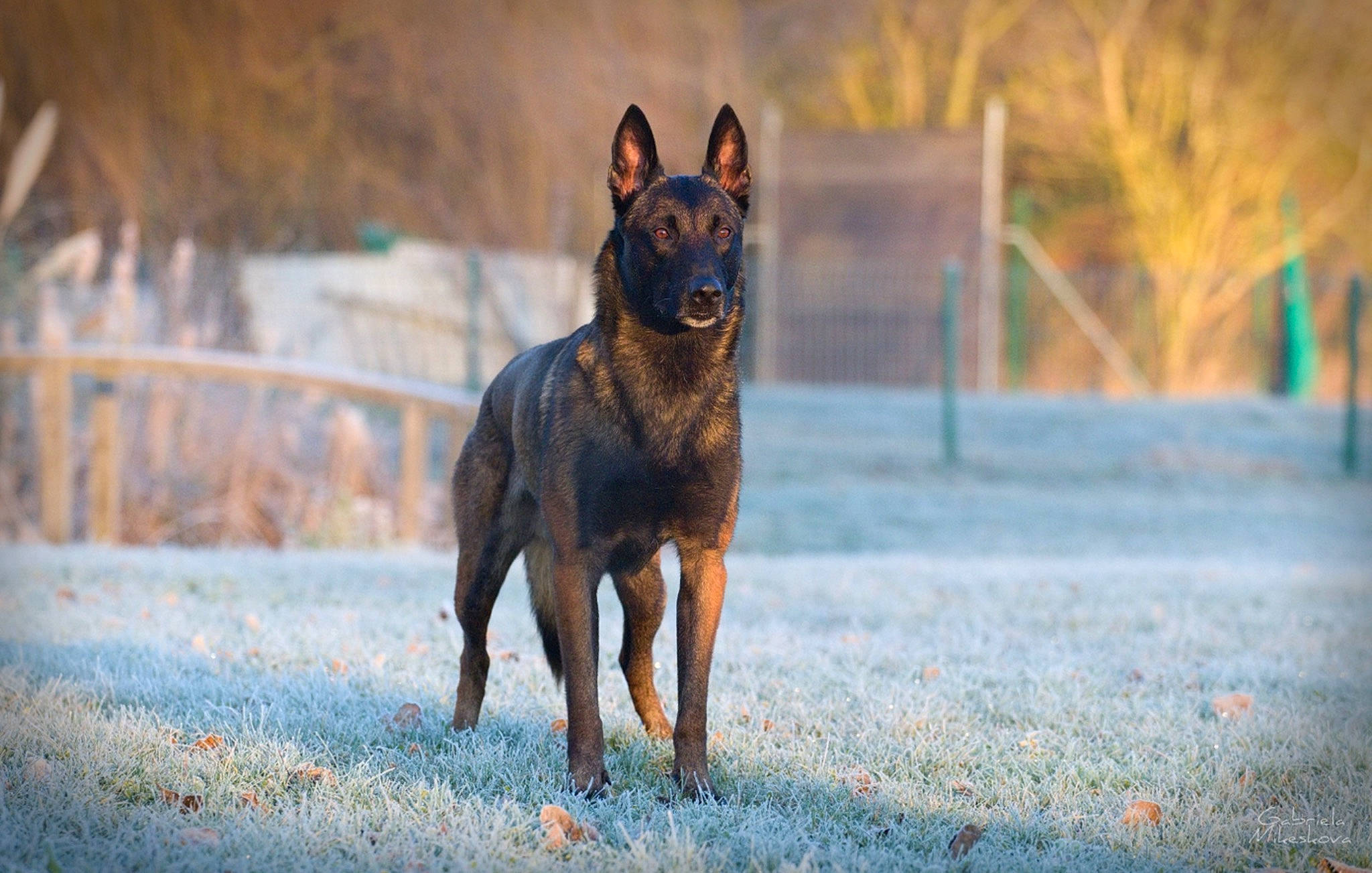 Napoléon participe au concours pour gagner de l'argent avec cette photo : canidae, carnivore, dobermann, dog, dog_breed, evening, grass, guard_dog, hunting_dog, landscape, road_surface, sky, sporting_group, tree, wood, working_animal, working_dog