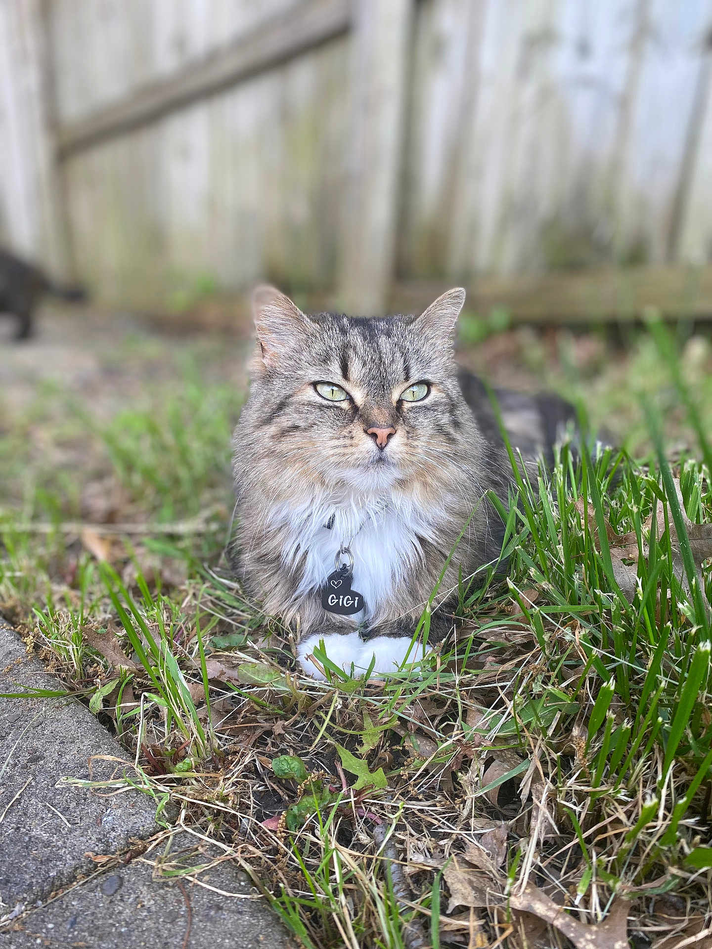 Gigi joined the competition — help win amazing prizes! cat, tabby, fluffy, grass, outdoor, pet, animal, feline, collar, name_tag, nature, greenery, pavement, relaxed, cute, whiskers, ears, fur, closeup, daylight