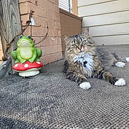 Gigi is registered to the contest to win money with this photo: cat, tabby_cat, animal, pet, furry, whiskers, porch, carpet, statue, frog, mushroom, outdoor, relaxed, resting, brick_wall, wood, collar, tag, green, brown