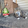 cat, tabby_cat, animal, pet, furry, whiskers, porch, carpet, statue, frog, mushroom, outdoor, relaxed, resting, brick_wall, wood, collar, tag, green, brown