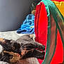 kitten, cat, calico, toy, tunnel, blanket, indoor, pet, animal, feline, curious, playful, relaxed, cozy, soft_texture, colorful, bedroom, blue_blanket, closeup, whiskers