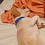Captain is registered to the contest to win money with this photo: dog, sleeping, bed, blanket, collar, pet, resting, fur, indoor, cozy, animal, cute, paw, canine, comfort, orange_blanket, white_sheet, relaxation, domestic, nap