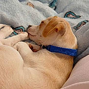Captain is registered to the contest to win money with this photo: animal, blanket, blue, collar, comfortable, cozy, cute, dog, fur, indoor, paw, pet, puppy, relaxed, resting, sleeping, small, snuggle, tail, young