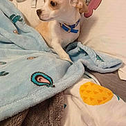 Captain is registered to the contest to win money with this photo: dog, small_dog, blue_collar, blanket, patterned_blanket, couch, indoor, cozy, pet, fur, lying_down, bedroom, fabric, comfort, cute, animal, resting, home, soft, curious