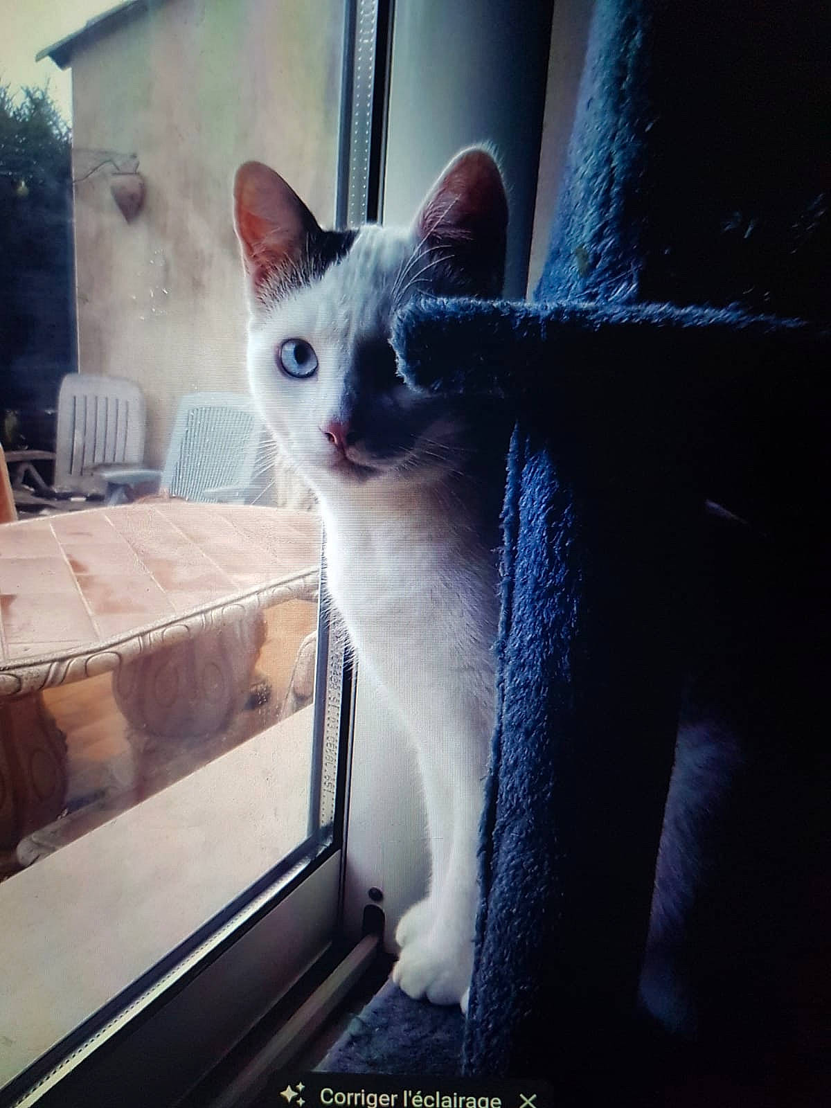 Blanco participe au concours pour gagner de l'argent avec cette photo : carnivore, cat, comfort, domestic_short_haired_cat, felidae, fixture, fur, grey, metal, small_to_medium_sized_cats, snout, square, tail, tints_and_shades, whiskers, window, wood