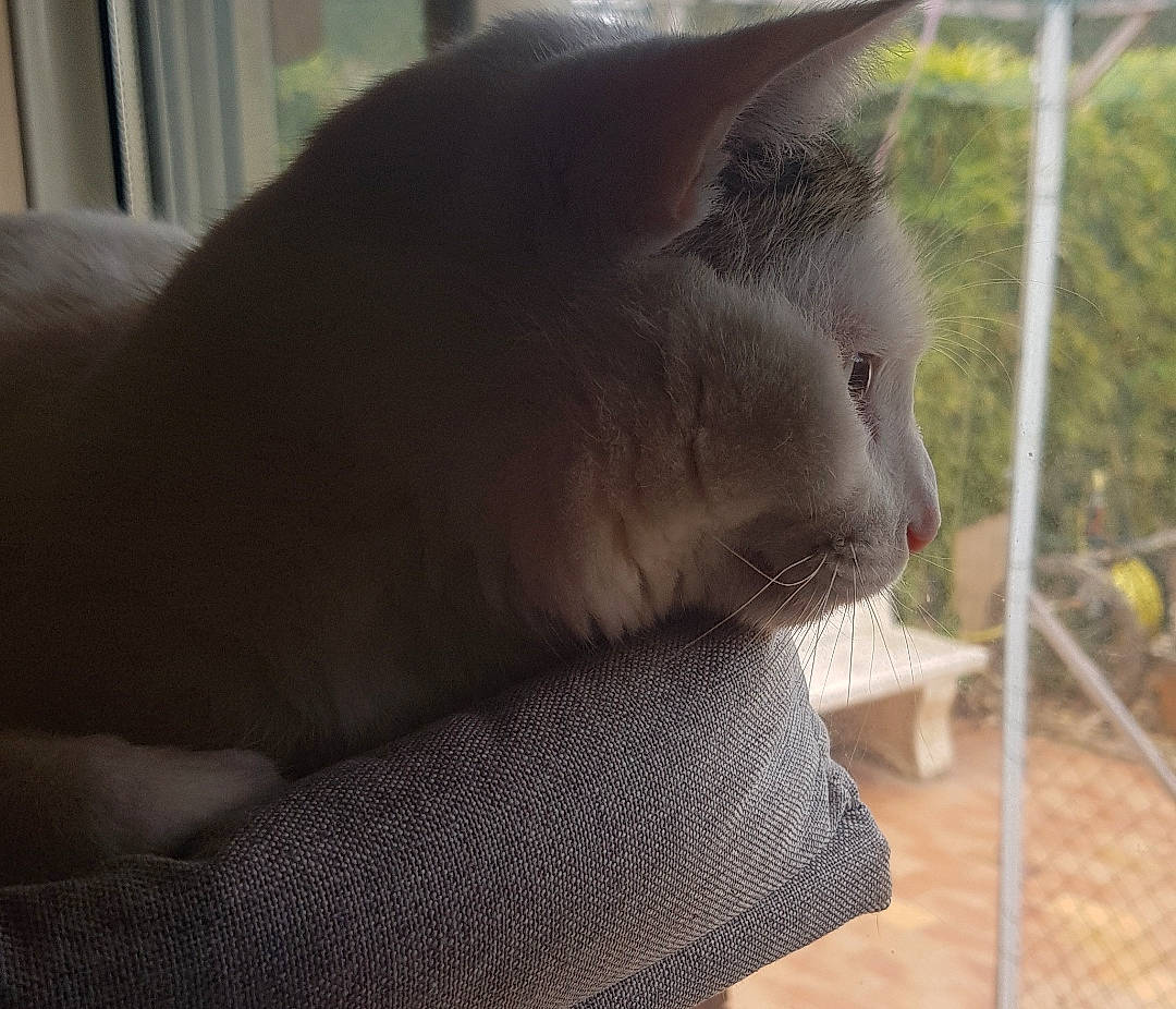 Blanco participe au concours pour gagner de l'argent avec cette photo : black_cat, carnivore, cat, claw, comfort, domestic_short_haired_cat, fawn, felidae, fur, grey, nap, paw, pet_supply, small_to_medium_sized_cats, snout, table, tail, whiskers, window, wood