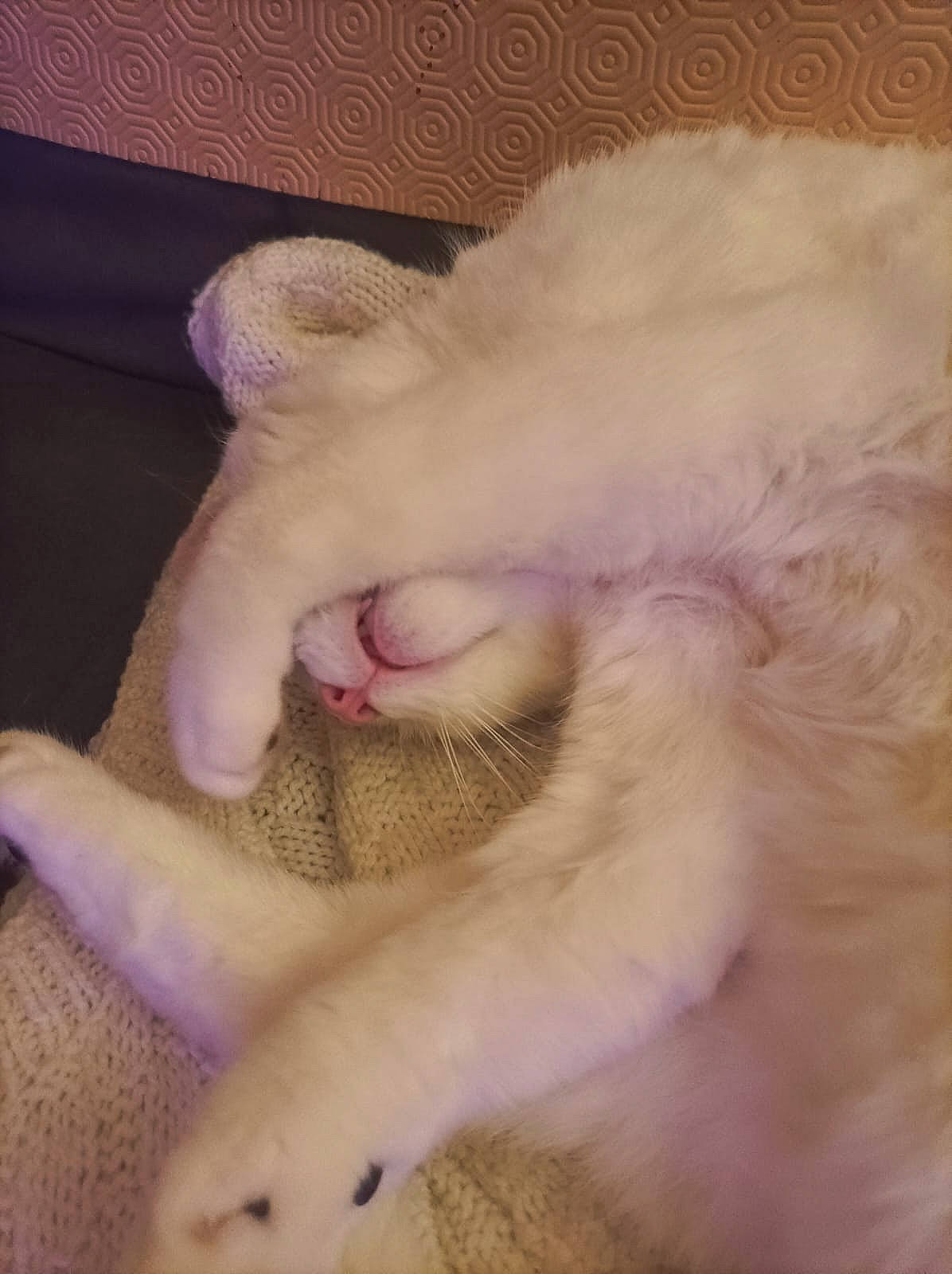 Blanco a rejoint le concours — aidez-le/la à gagner de superbes lots ! carnivore, cat, claw, comfort, ear, fang, fawn, felidae, foot, fur, gesture, nail, paw, small_to_medium_sized_cats, snout, tail, terrestrial_animal, toe, vertebrate, whiskers