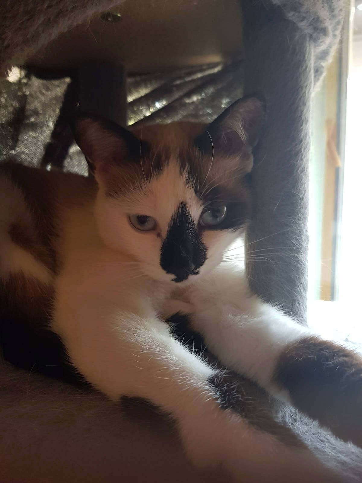 Mia a rejoint le concours — aidez-le/la à gagner de superbes lots ! box, cardboard, carnivore, cat, cat_furniture, claw, domestic_short_haired_cat, fawn, felidae, fur, paw, small_to_medium_sized_cats, snout, tail, whiskers, window