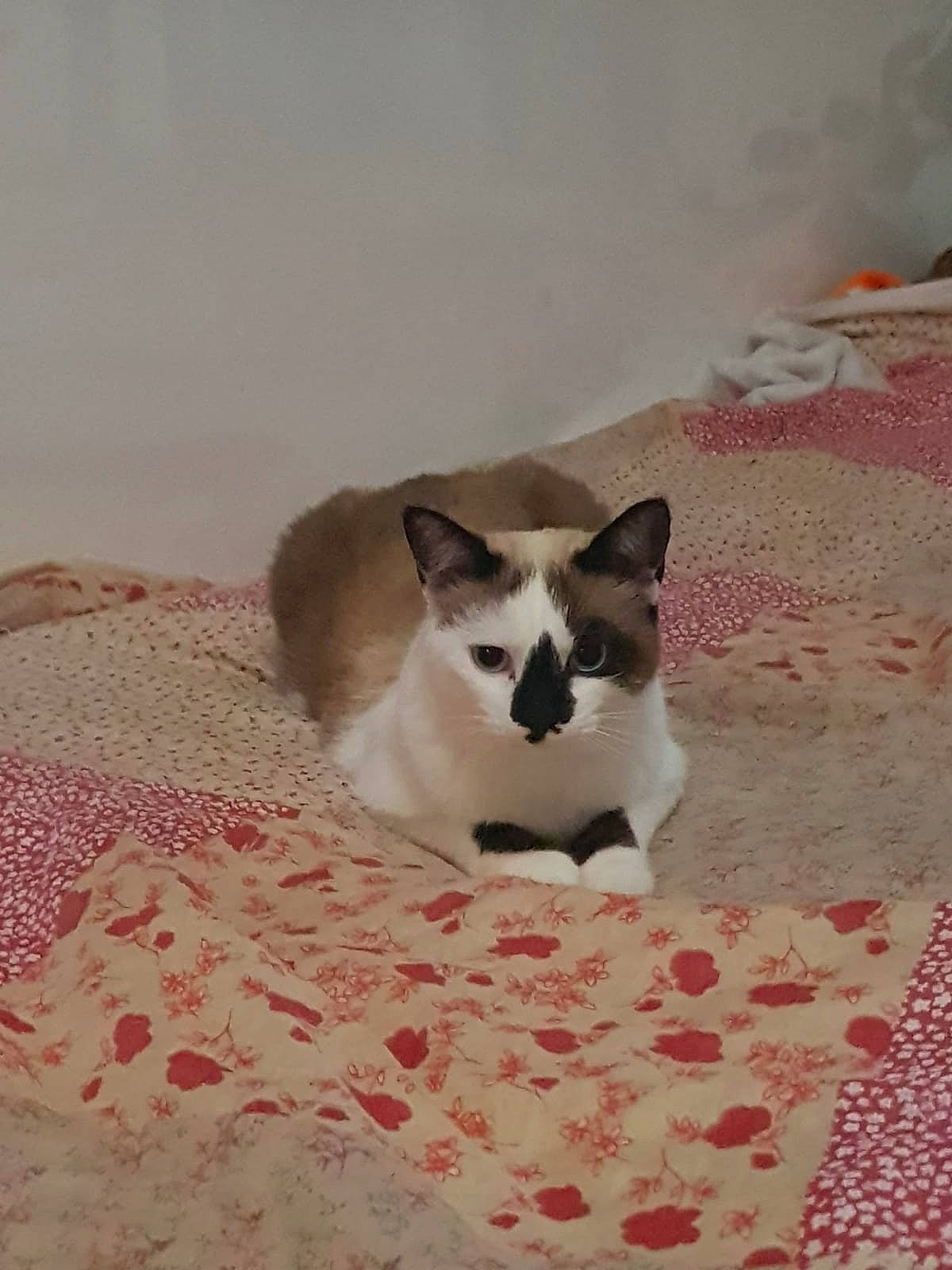 Mia participe au concours pour gagner de l'argent avec cette photo : carmine, carnivore, cat, comfort, domestic_short_haired_cat, felidae, flooring, fur, linens, pattern, paw, sand, small_to_medium_sized_cats, tail, terrestrial_animal, whiskers, wood