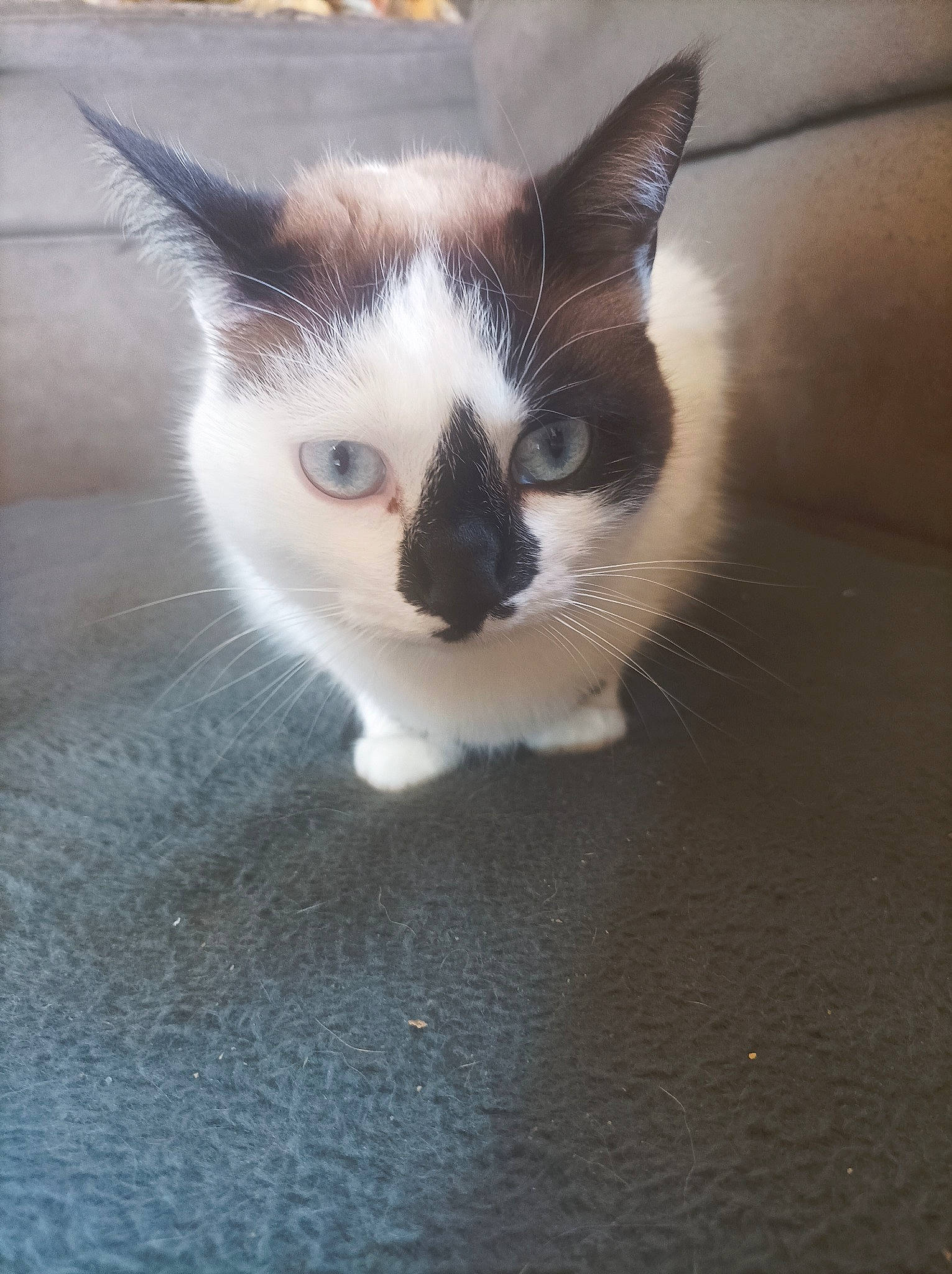 Mia participe au concours pour gagner de l'argent avec cette photo : carnivore, cat, claw, domestic_short_haired_cat, eye, felidae, flooring, foot, fur, hardwood, head, human_body, iris, leg, paw, small_to_medium_sized_cats, snout, tail, whiskers, wood