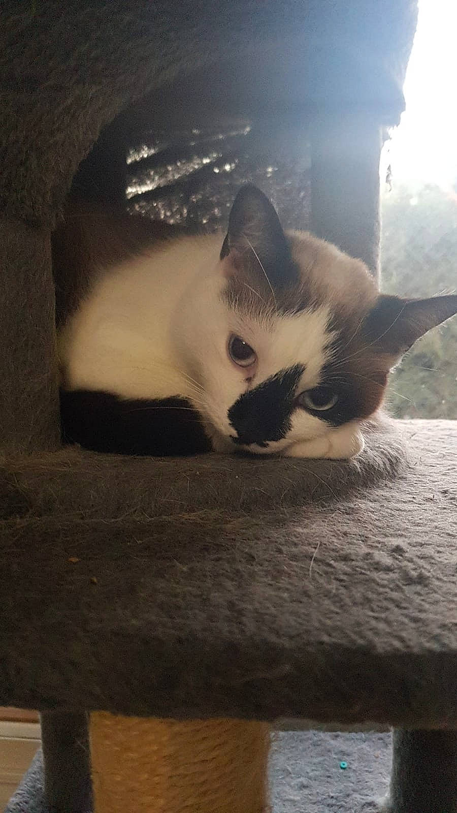 Mia a rejoint le concours — aidez-le/la à gagner de superbes lots ! carnivore, cat, cloud, comfort, eye, fawn, felidae, fur, head, nose, plant, sky, small_to_medium_sized_cats, snout, tail, tints_and_shades, tree, whiskers, window, wood