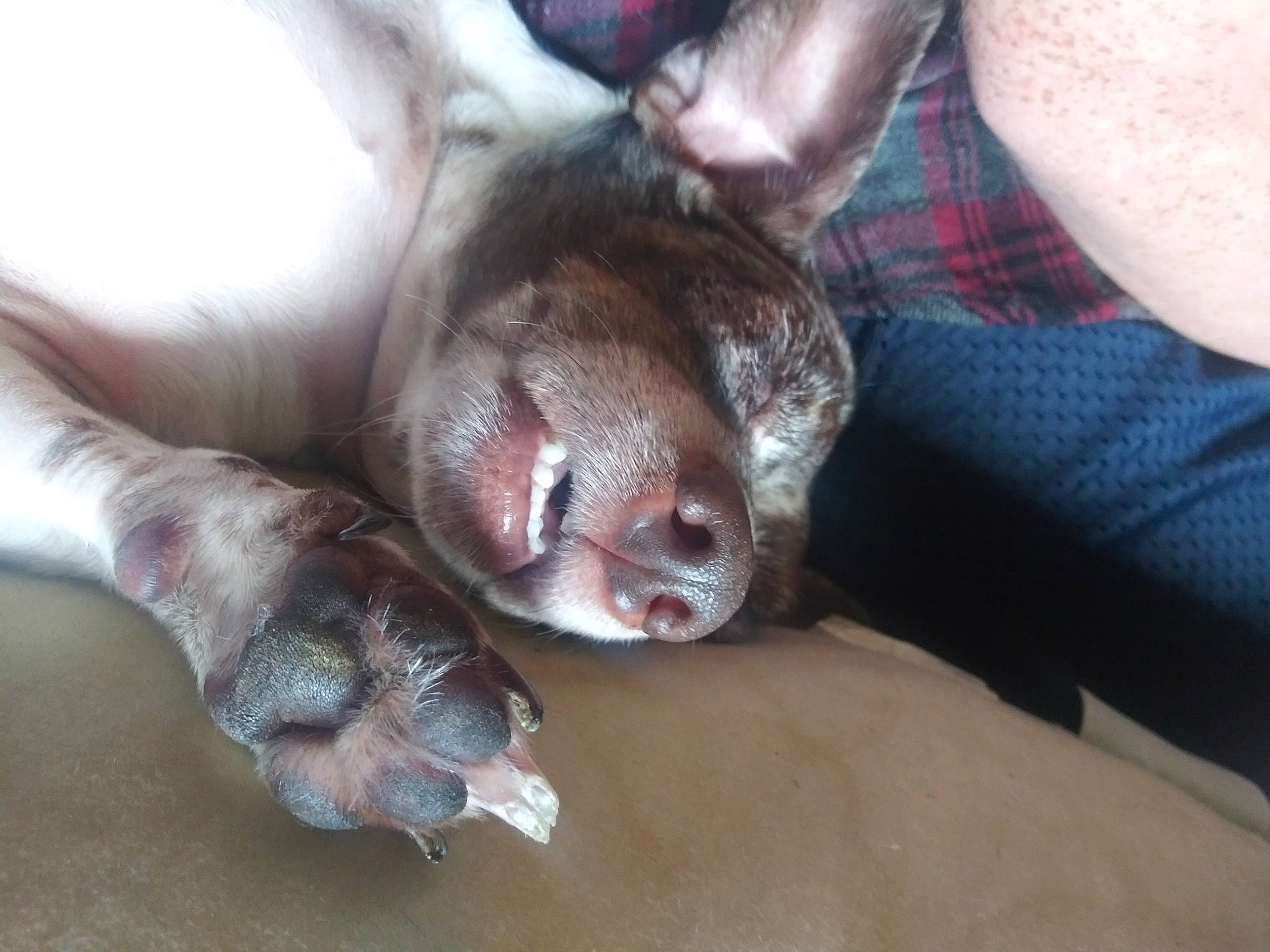 Tank joined the competition — help win amazing prizes! canidae, carnivore, claw, comfort, companion_dog, dog, dog_breed, ear, fawn, felidae, fur, gesture, liver, mammal, paw, small_to_medium_sized_cats, snout, sporting_group, toy_dog, whiskers