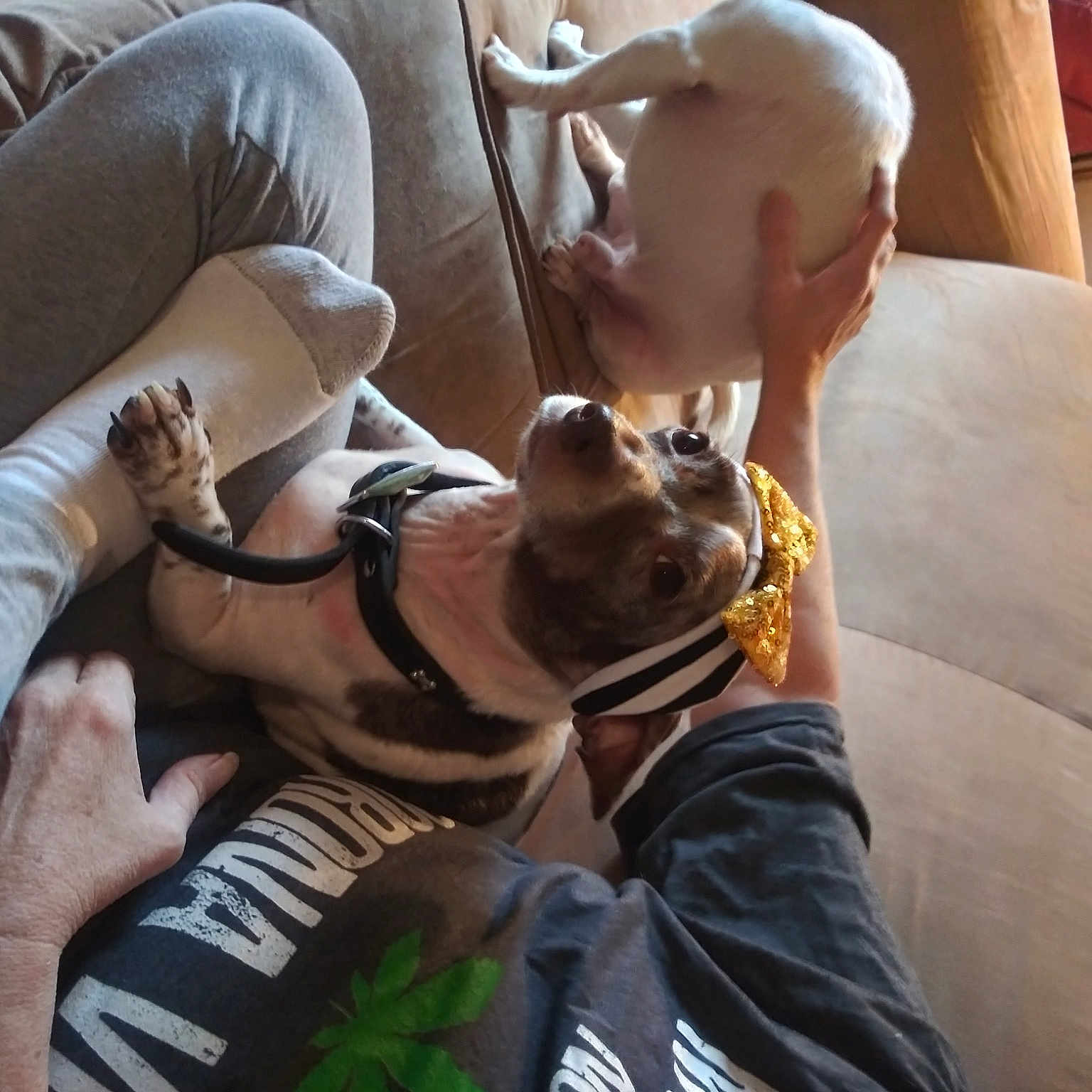 Tank joined the competition — help win amazing prizes! boot, canidae, carnivore, comfort, companion_dog, dog, dog_breed, elbow, fawn, felidae, foot, grass, hand, human_leg, knee, sitting, sporting_group, thigh, wood, working_animal