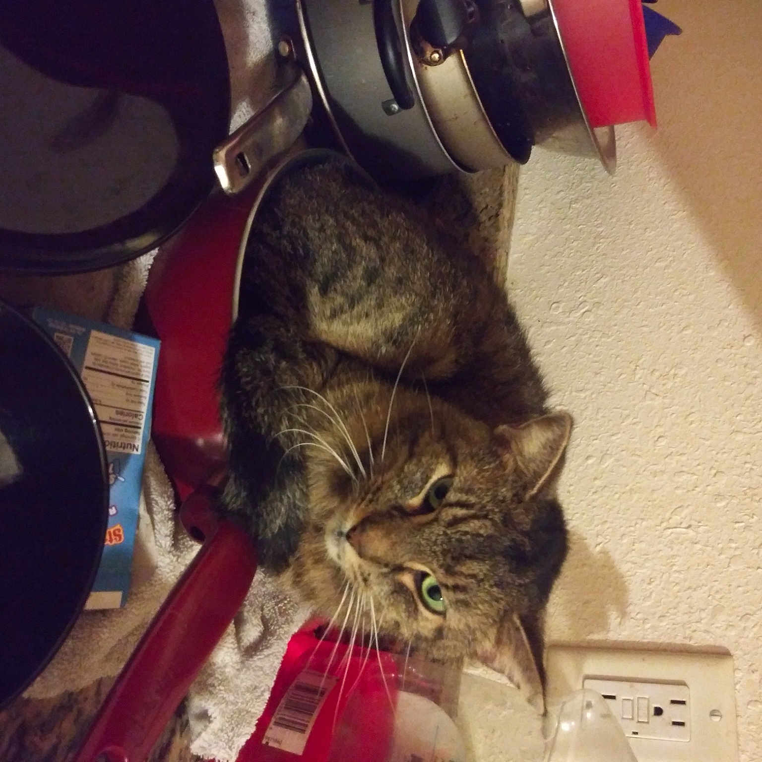 Mew Mew joined the competition — help win amazing prizes! bobcat, carnivore, cat, claw, comfort, domestic_short_haired_cat, ear, felidae, flooring, fur, home_appliance, human_leg, lap, paw, small_to_medium_sized_cats, snout, tail, whiskers, wood