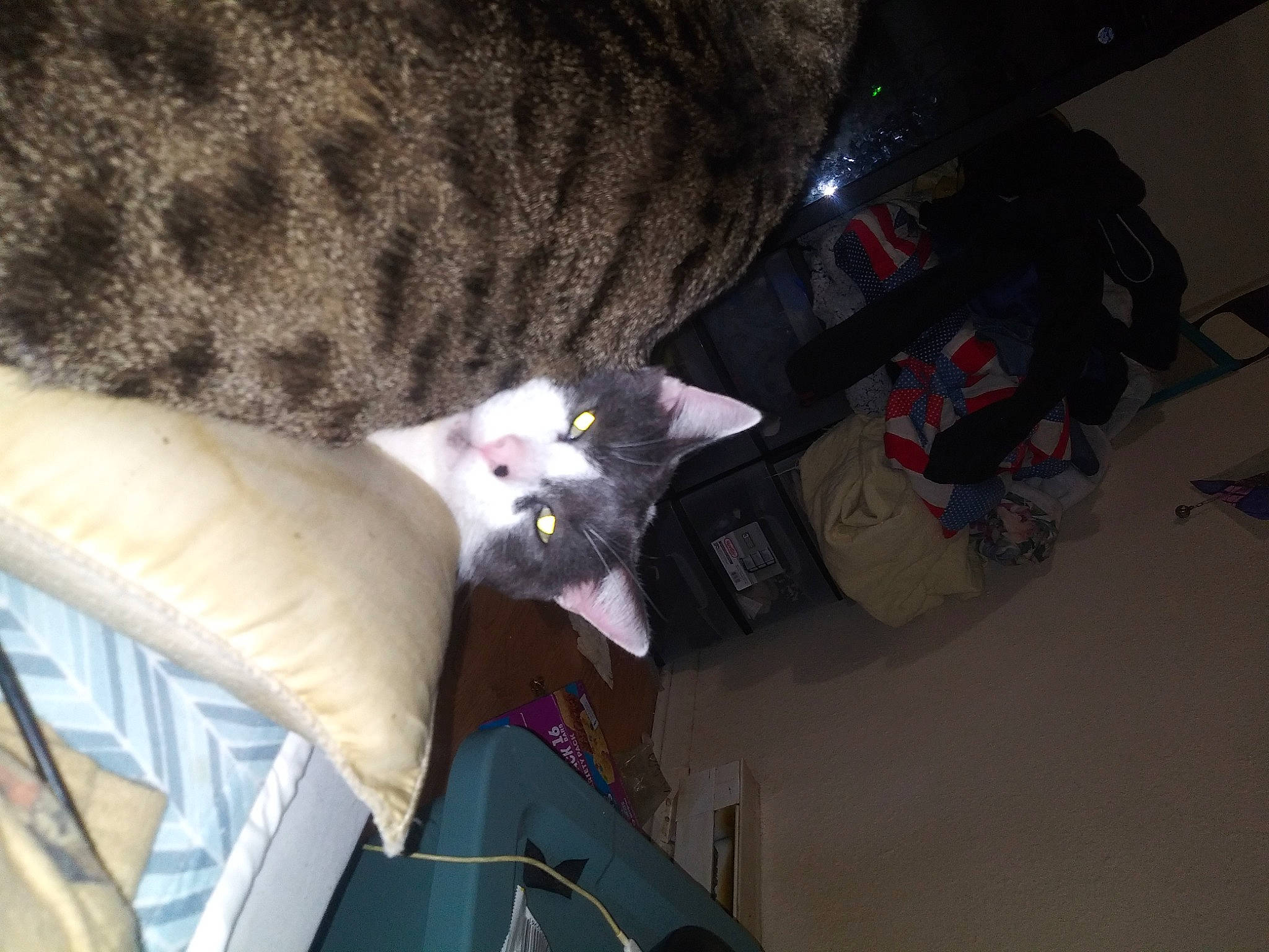 Diablo joined the competition — help win amazing prizes! bag, canidae, carnivore, cat, comfort, couch, dog_breed, domestic_short_haired_cat, felidae, fur, grey, lap, linens, room, small_to_medium_sized_cats, sporting_group, tail, whiskers