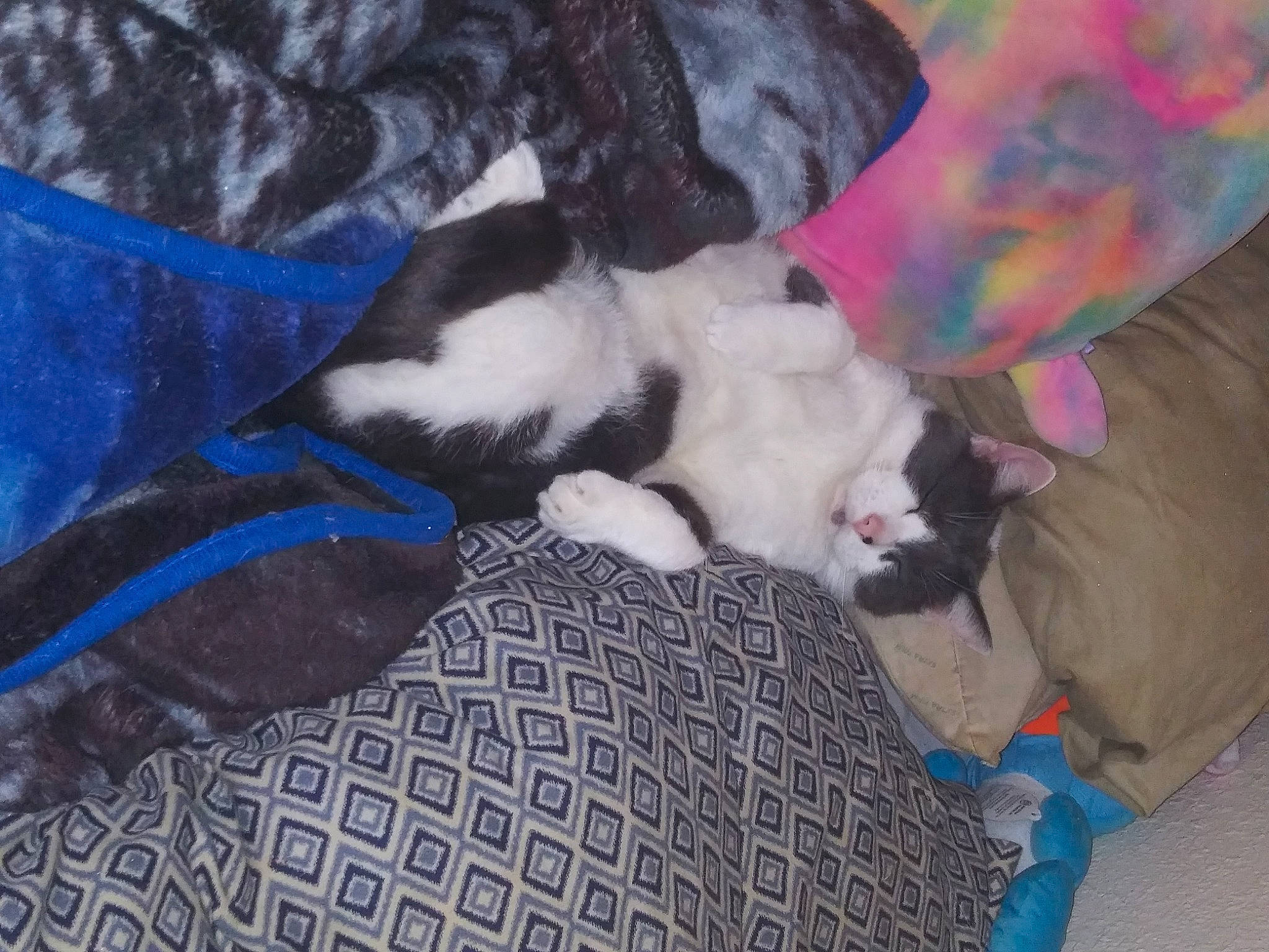 Diablo joined the competition — help win amazing prizes! blanket, canidae, carnivore, cat, comfort, companion_dog, dog_breed, domestic_short_haired_cat, electric_blue, fawn, felidae, fur, linens, nap, paw, small_to_medium_sized_cats, sporting_group, tail, vertebrate, whiskers