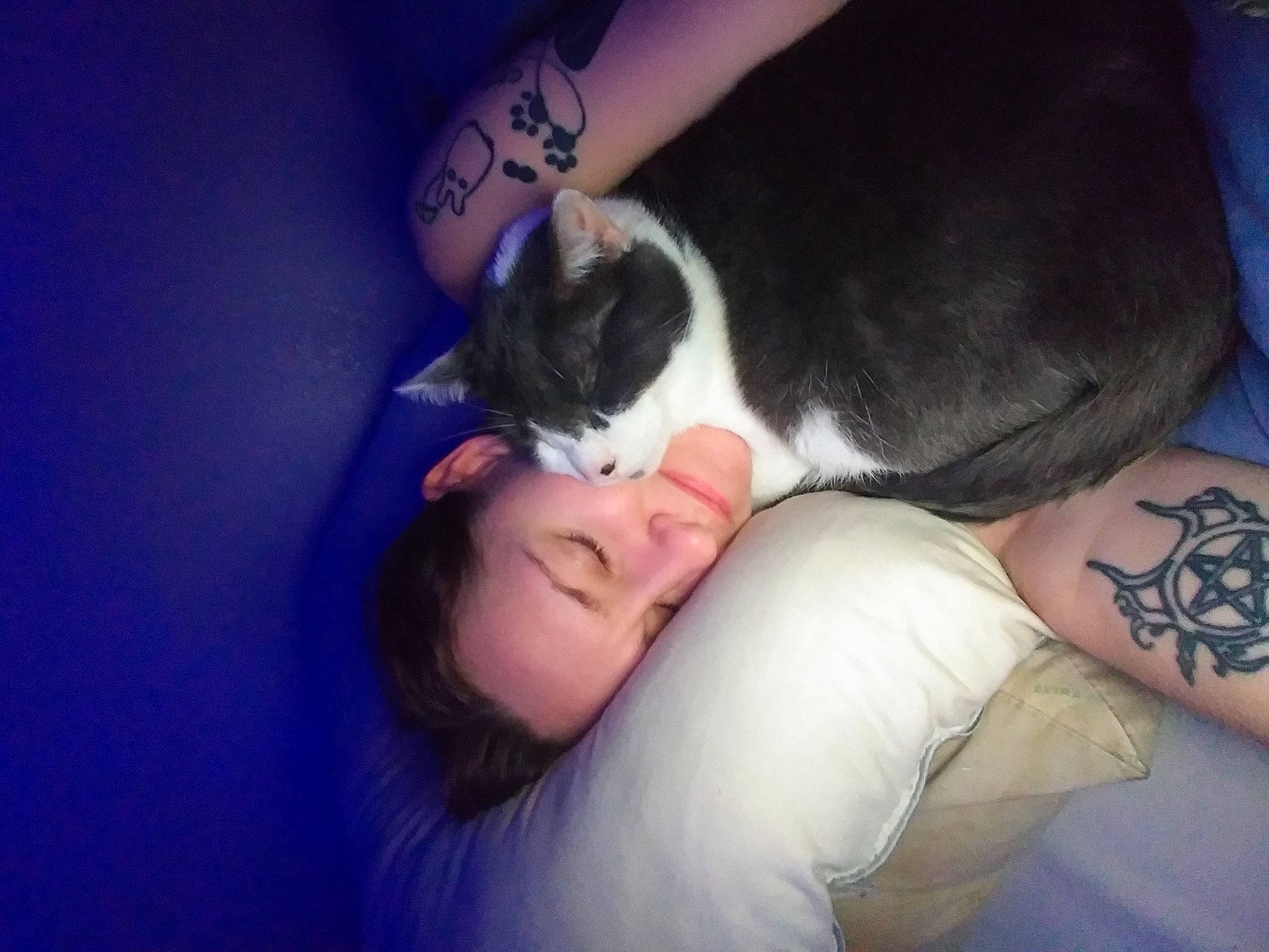 Diablo is registered to the contest to win money with this photo: black_hair, blue, carnivore, cat, comfort, dog_breed, elbow, felidae, finger, foot, gesture, hand, knee, lap, nail, small_to_medium_sized_cats, tail, thigh, whiskers, wrist