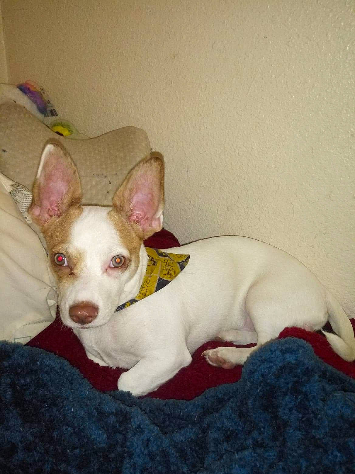 Spirit joined the competition — help win amazing prizes! canidae, carnivore, comfort, companion_dog, corgi_chihuahua, dog, dog_breed, ear, eye, fawn, head, jaw, no_expression, non_sporting_group, snout, sporting_group, tail, toy_dog, whiskers, working_animal