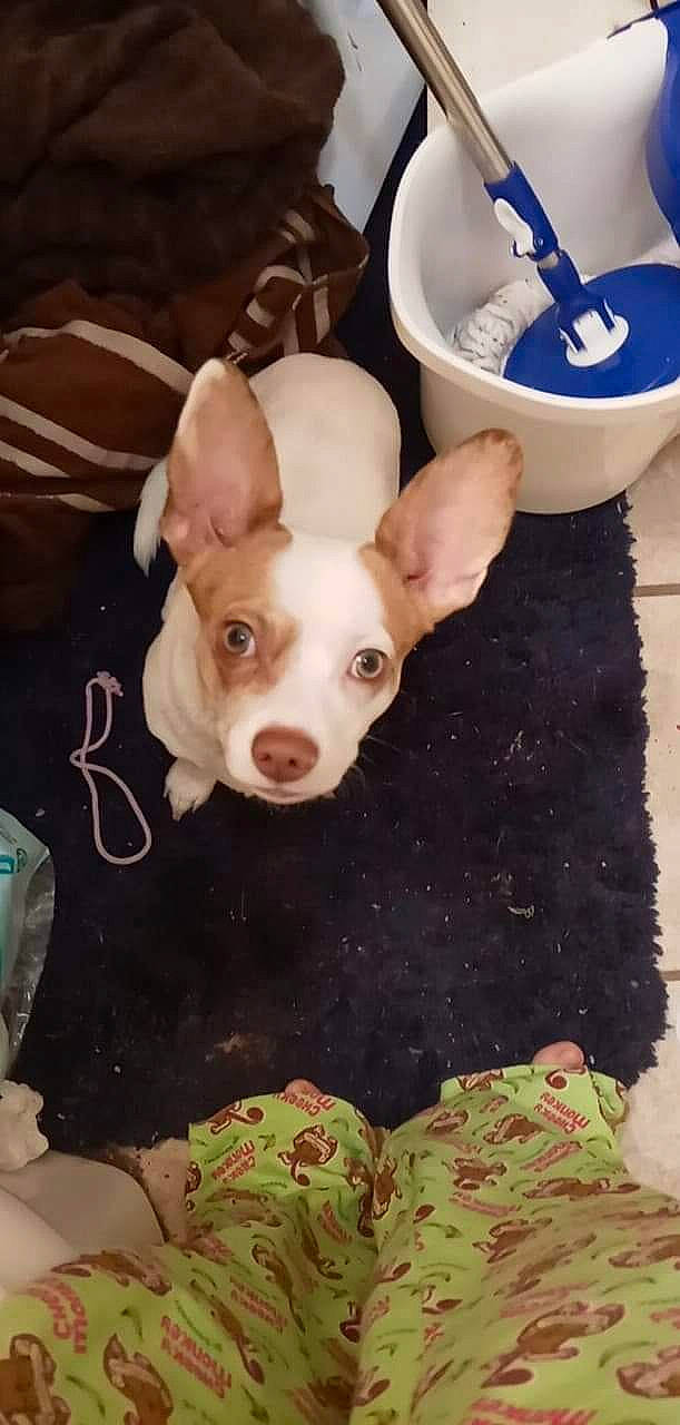 Spirit joined the competition — help win amazing prizes! canidae, carnivore, companion_dog, dog, dog_breed, dog_supply, ear, eye, fawn, fur, mammal, serveware, snout, sporting_group, tail, terrestrial_animal, toy_dog, vertebrate, whiskers, working_animal