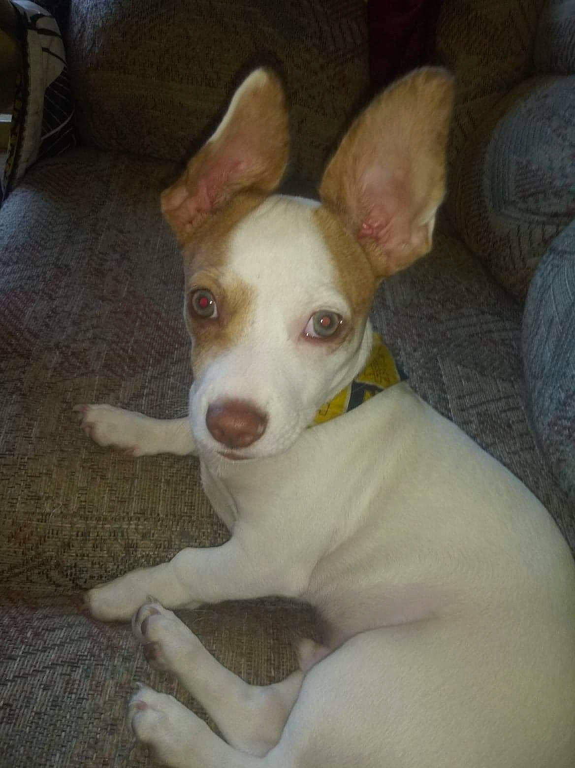 Spirit is registered to the contest to win money with this photo: canidae, carnivore, comfort, companion_dog, corgi_chihuahua, dog, dog_breed, ear, fawn, non_sporting_group, snout, sporting_group, terrestrial_animal, whiskers, working_animal