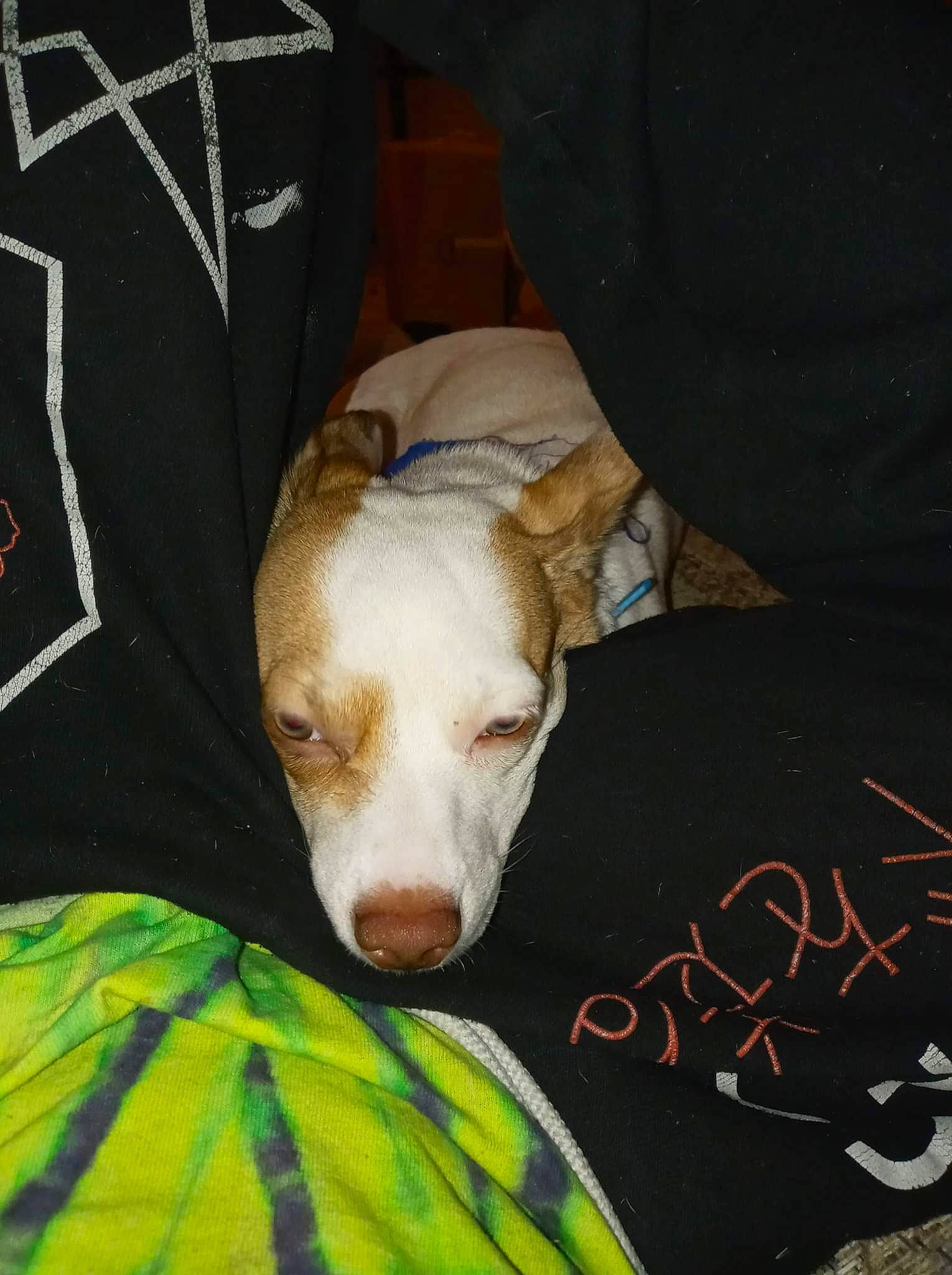 Spirit is registered to the contest to win money with this photo: canidae, carnivore, comfort, companion_dog, dog, dog_breed, dog_supply, linens, non_sporting_group