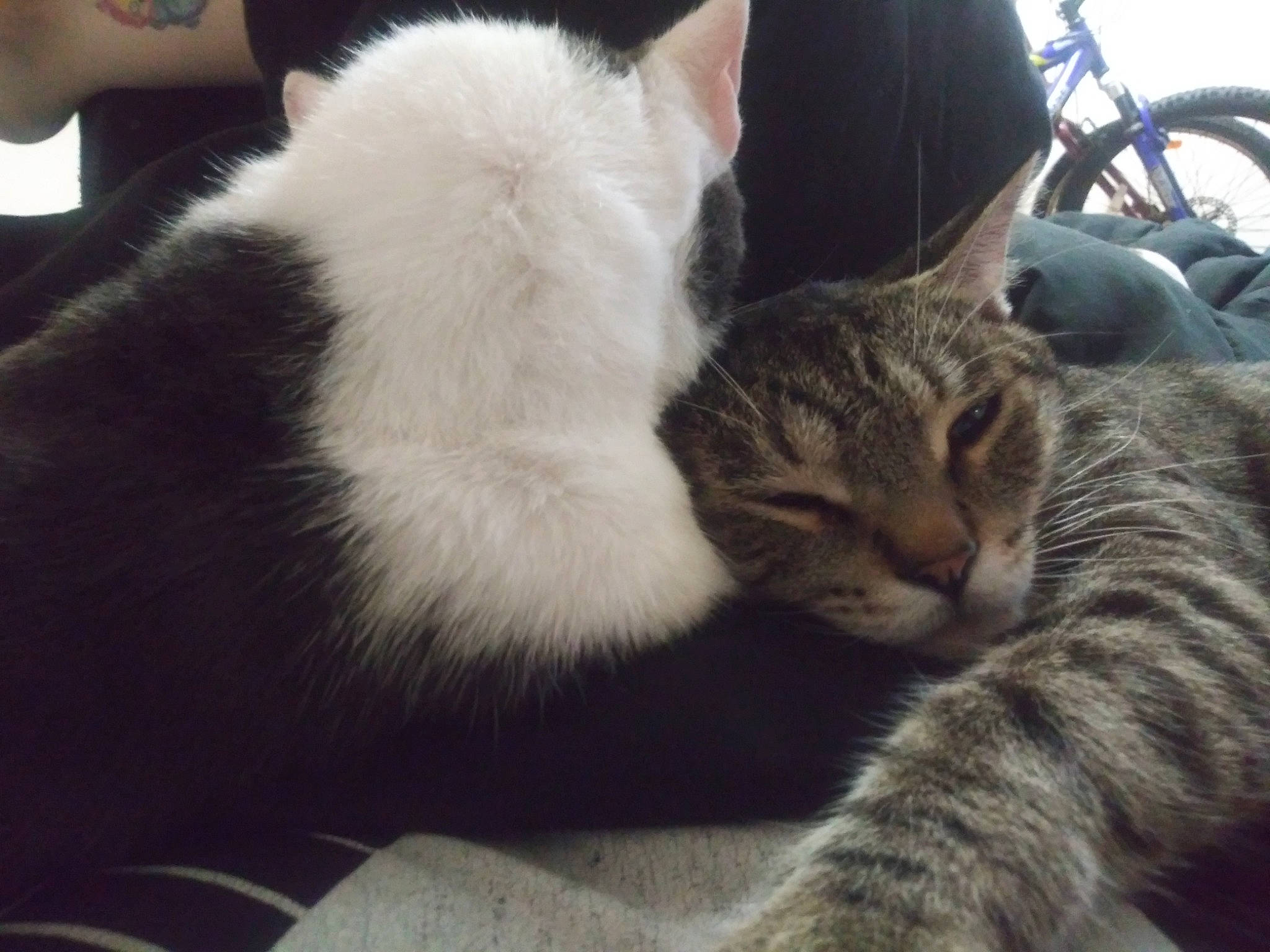 Kittenz is registered to the contest to win money with this photo: automotive_tire, bicycle_wheel, carnivore, cat, claw, comfort, domestic_short_haired_cat, felidae, fur, nap, paw, sitting, small_to_medium_sized_cats, snout, tail, tire, tree, vehicle, wheel, whiskers