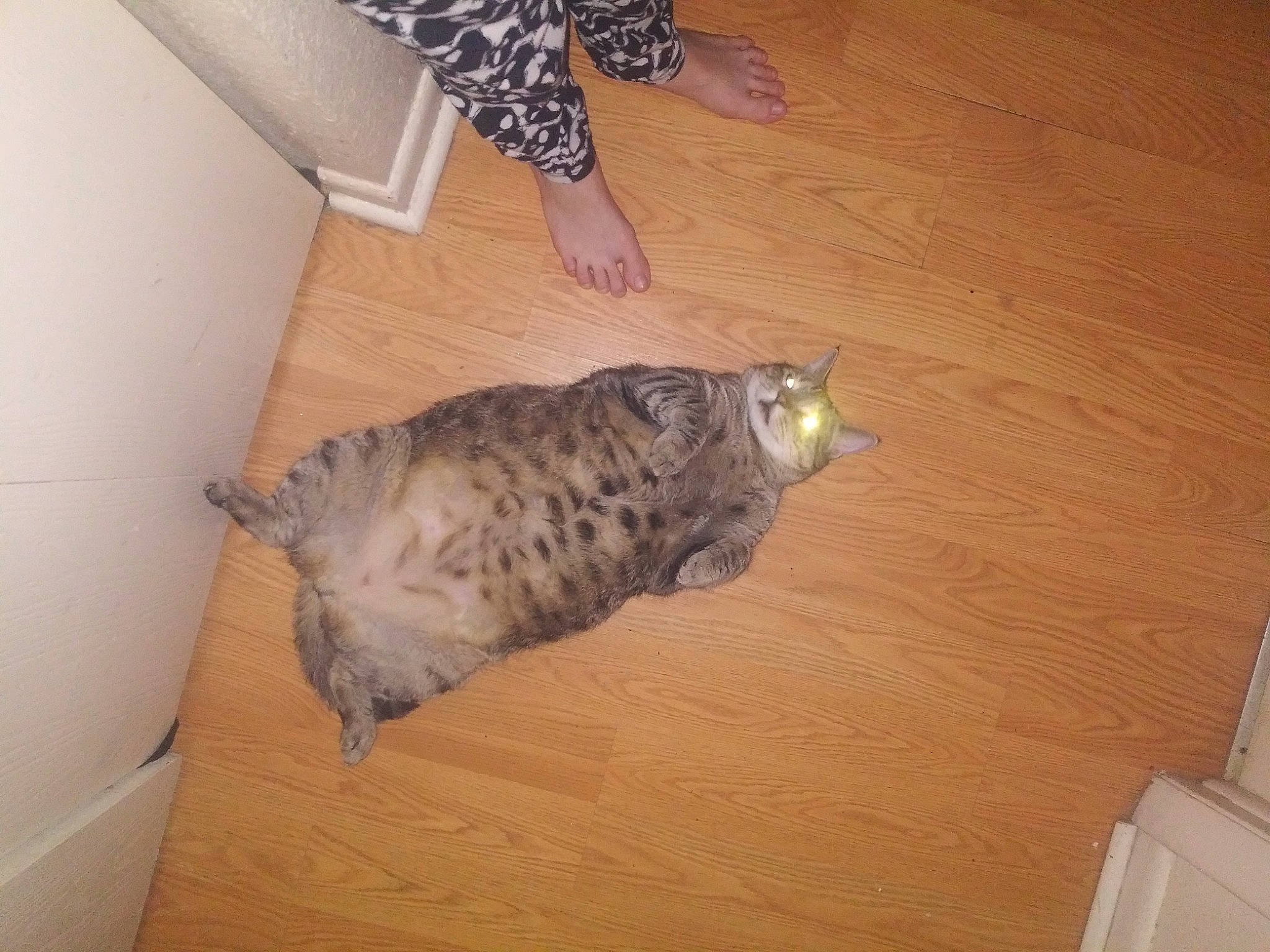 Kittenz joined the competition — help win amazing prizes! beak, bird, bird_of_prey, carnivore, feather, felidae, flooring, grey, hardwood, mammal, owl, small_to_medium_sized_cats, snout, tail, terrestrial_animal, whiskers, wildlife, wing, wood, wood_stain