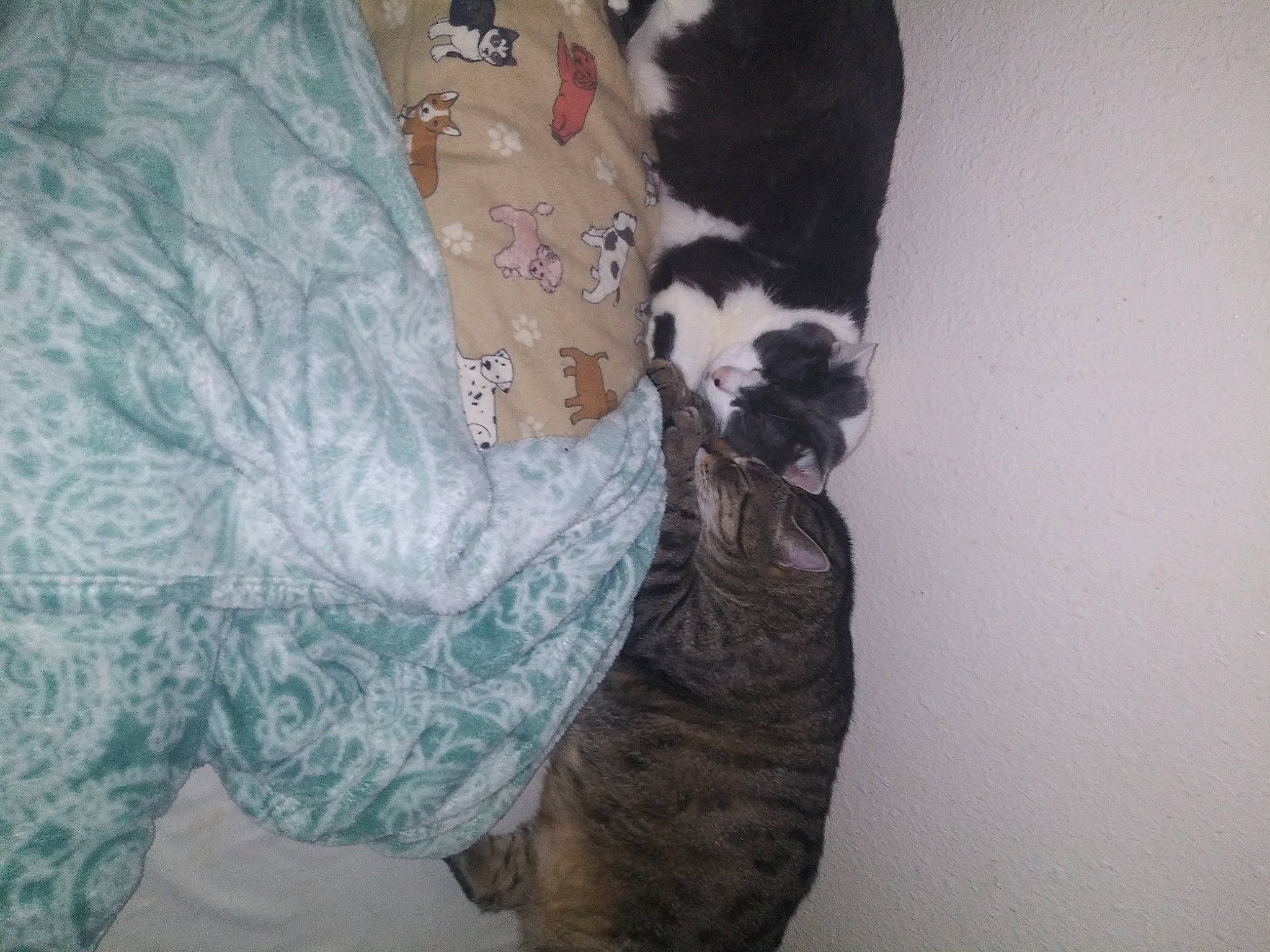 Kittenz is registered to the contest to win money with this photo: carnivore, comfort, companion_dog, dog_breed, fawn, felidae, formal_wear, fur, human_leg, leg, long_hair, pattern, sleeve, small_to_medium_sized_cats, sporting_group, tail, thigh, trunk, waist, whiskers