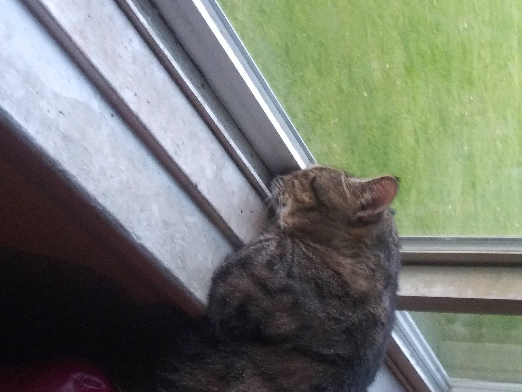 Kittenz is registered to the contest to win money with this photo: brown, carnivore, cat, domestic_short_haired_cat, felidae, fur, grass, hardwood, mammal, small_to_medium_sized_cats, snout, sporting_group, tail, terrestrial_animal, tints_and_shades, vertebrate, whiskers, wildlife, window, wood