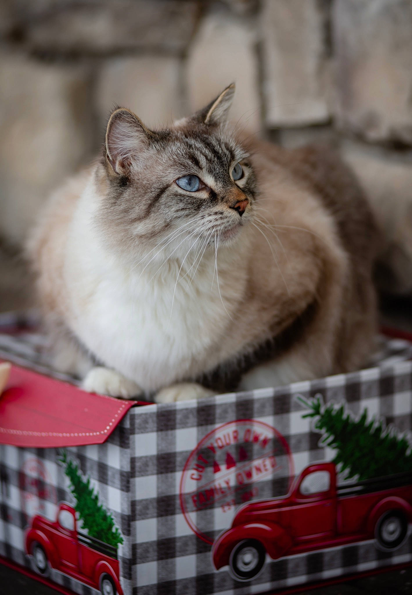 Groot is registered to the contest to win money with this photo: automotive_design, automotive_lighting, car, carnivore, cat, domestic_short_haired_cat, event, fawn, felidae, fur, motor_vehicle, pattern, plant, small_to_medium_sized_cats, snout, toy, tree, vehicle, wheel, whiskers