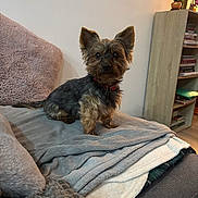 Kiki a rejoint le concours — aidez-le/la à gagner de superbes lots ! dog, small_dog, pet, indoor, blanket, couch, furniture, sitting, fur, ears, collar, wooden_shelf, books, vase, flowers, home, cozy, brown, gray, floor