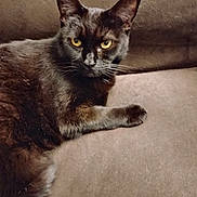 Penny joined the competition — help win amazing prizes! cat, black_cat, pet, feline, animal, indoor, couch, fur, whiskers, yellow_eyes, relaxed, looking, domestic_cat, resting, closeup, mammal, cute, companion, house_pet, cozy