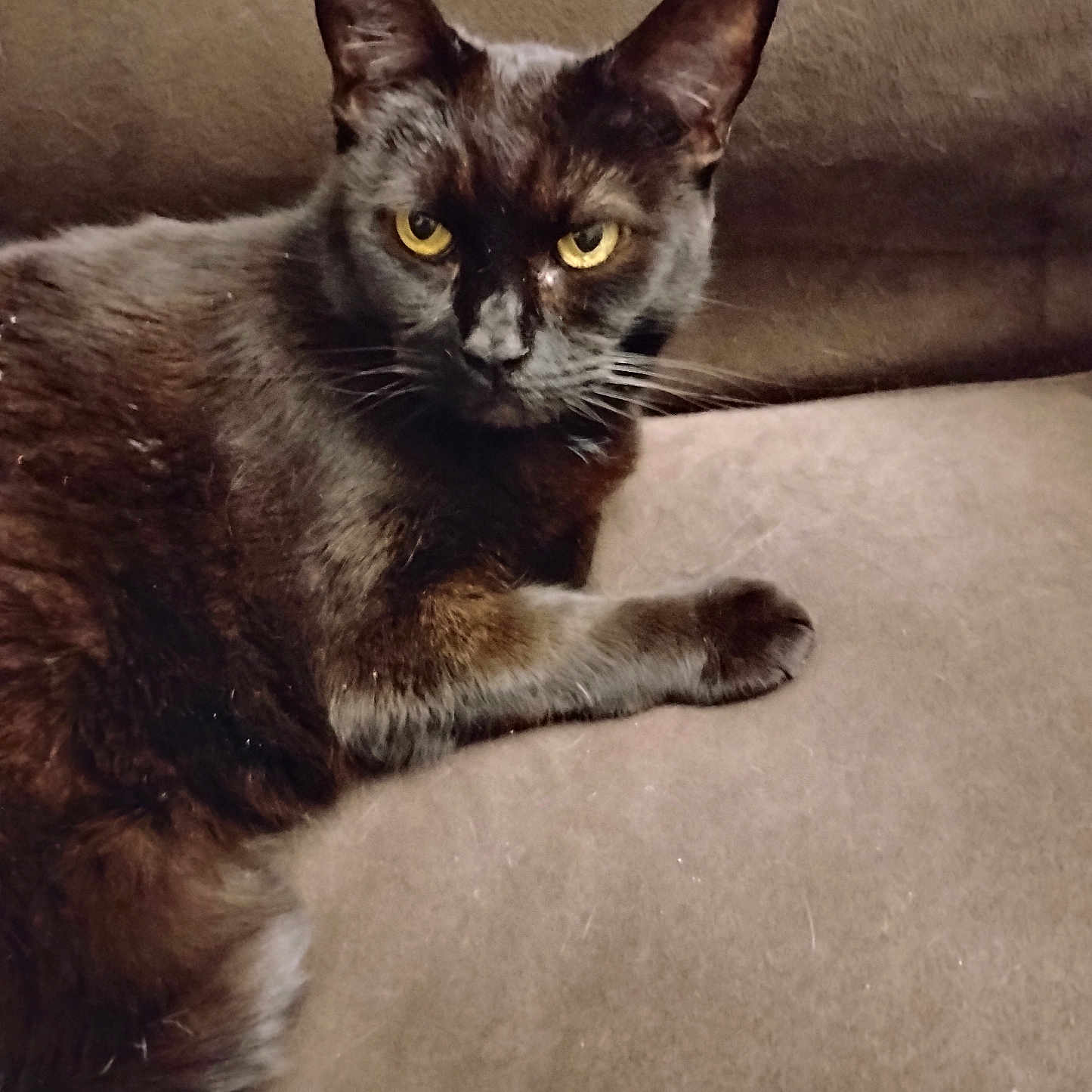 Penny joined the competition — help win amazing prizes! animal, black_cat, cat, closeup, companion, couch, cozy, cute, domestic_cat, feline, fur, house_pet, indoor, looking, mammal, pet, relaxed, resting, whiskers, yellow_eyes