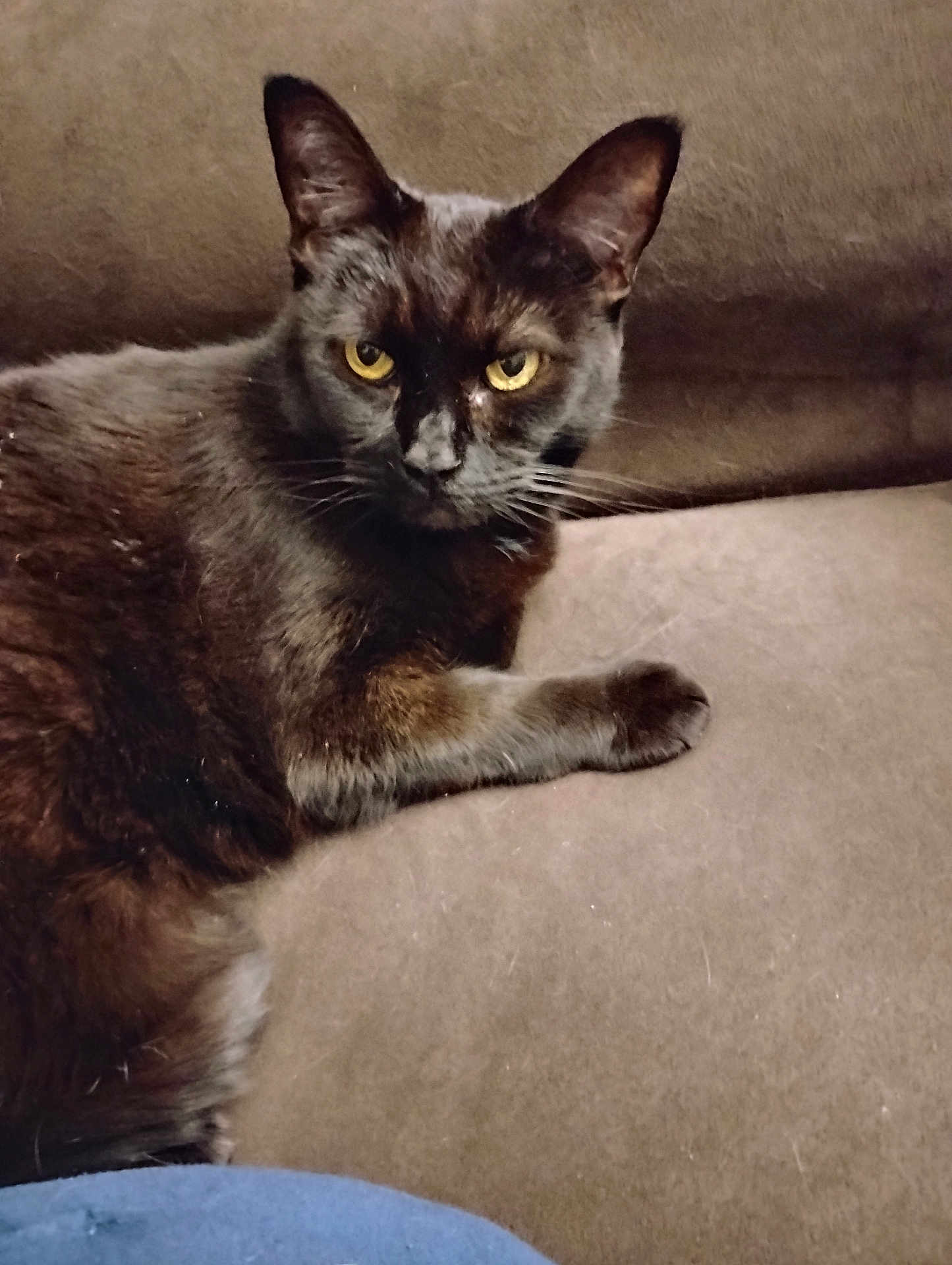 Penny joined the competition — help win amazing prizes! cat, black_cat, pet, feline, animal, indoor, couch, fur, whiskers, yellow_eyes, relaxed, looking, domestic_cat, resting, closeup, mammal, cute, companion, house_pet, cozy