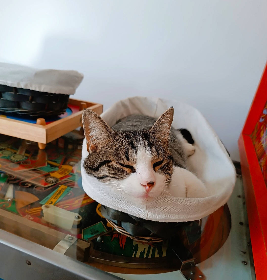 Bello a rejoint le concours — aidez-le/la à gagner de superbes lots ! box, cardboard, carnivore, cat, cat_supply, comfort, domestic_short_haired_cat, felidae, fur, paper_product, pet_supply, room, small_to_medium_sized_cats, whiskers