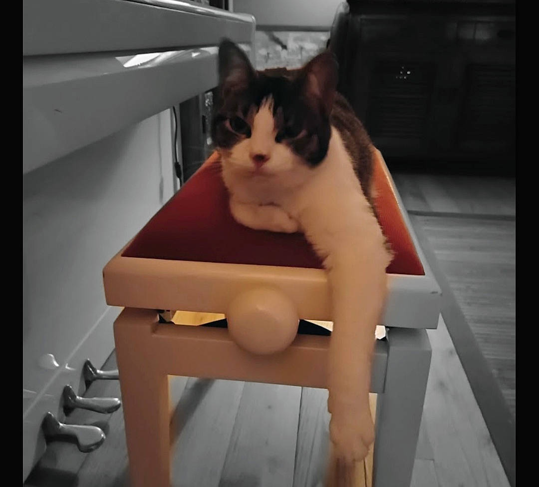 Bello a rejoint le concours — aidez-le/la à gagner de superbes lots ! box, carnivore, cat, comfort, domestic_short_haired_cat, felidae, flooring, human_leg, knee, lap, packaging_and_labeling, pet_supply, room, sitting, small_to_medium_sized_cats, table, tail, thigh, whiskers, wood