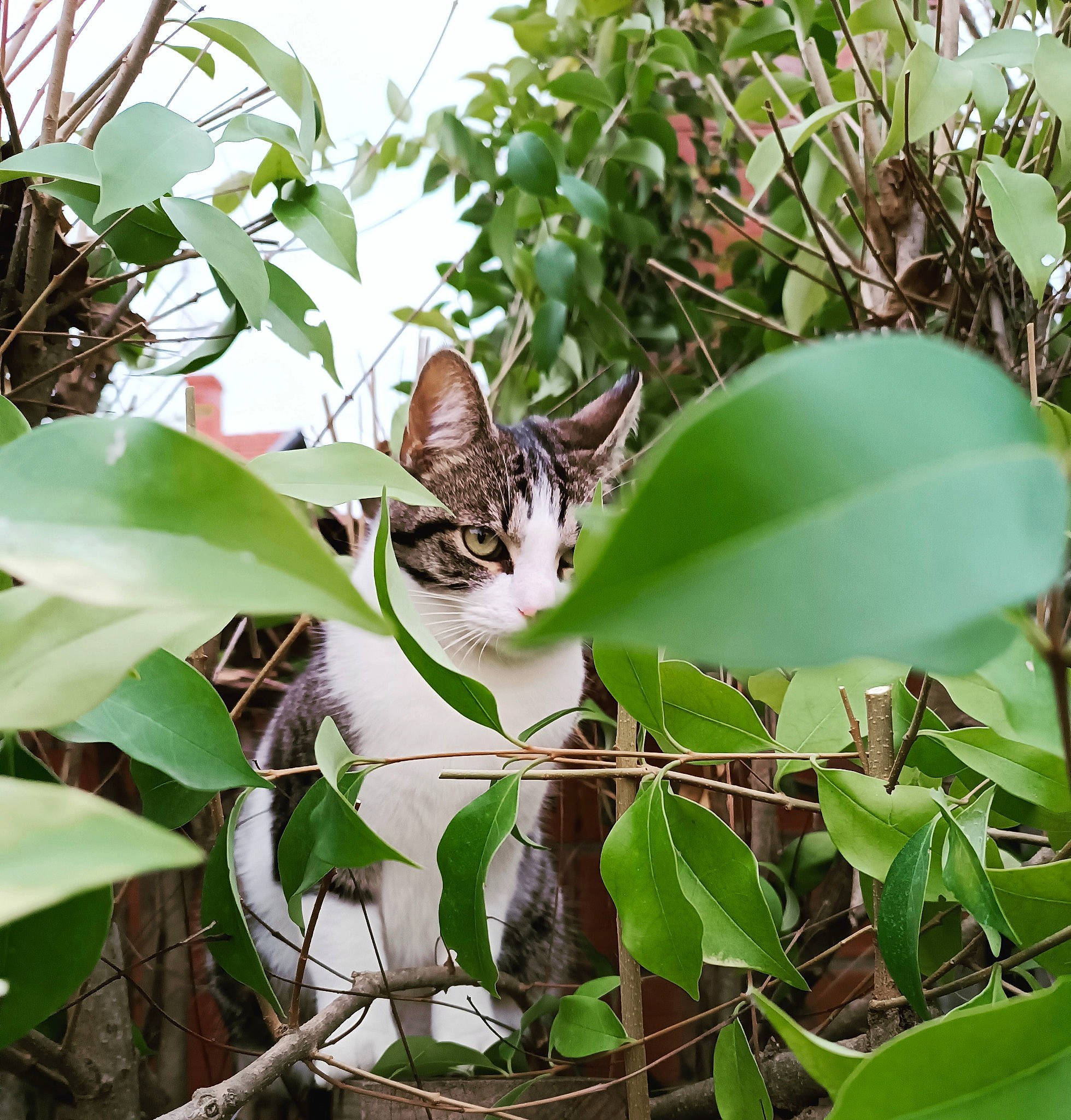 Bello a rejoint le concours — aidez-le/la à gagner de superbes lots ! botany, branch, carnivore, cat, felidae, flowering_plant, grass, groundcover, herb, leaf, metal, plant, plant_stem, small_to_medium_sized_cats, terrestrial_animal, terrestrial_plant, tree, twig, whiskers, wildlife