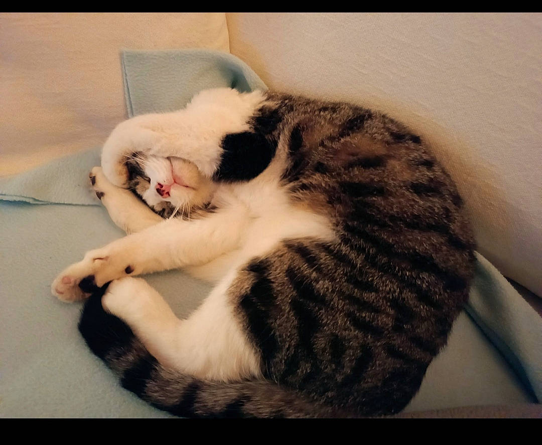 Bello participe au concours pour gagner de l'argent avec cette photo : carnivore, cat, claw, comfort, domestic_short_haired_cat, felidae, fur, nap, paw, small_to_medium_sized_cats, tail, terrestrial_animal, whiskers