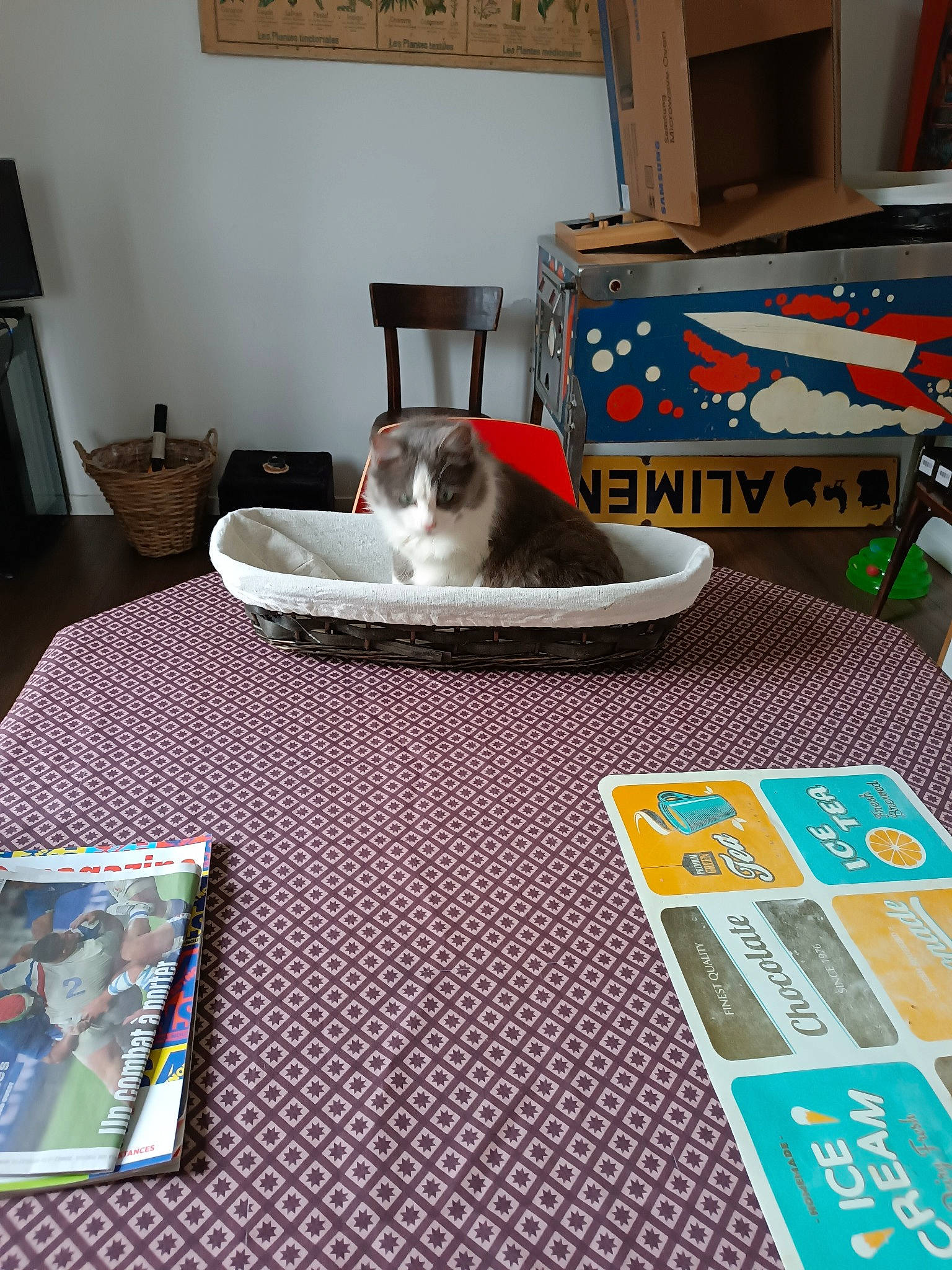 Bella participe au concours pour gagner de l'argent avec cette photo : carnivore, cat, coffee_table, comfort, domestic_short_haired_cat, felidae, flooring, grey, hardwood, linens, living_room, picture_frame, rectangle, room, small_to_medium_sized_cats, table, tableware, tail, whiskers, wood