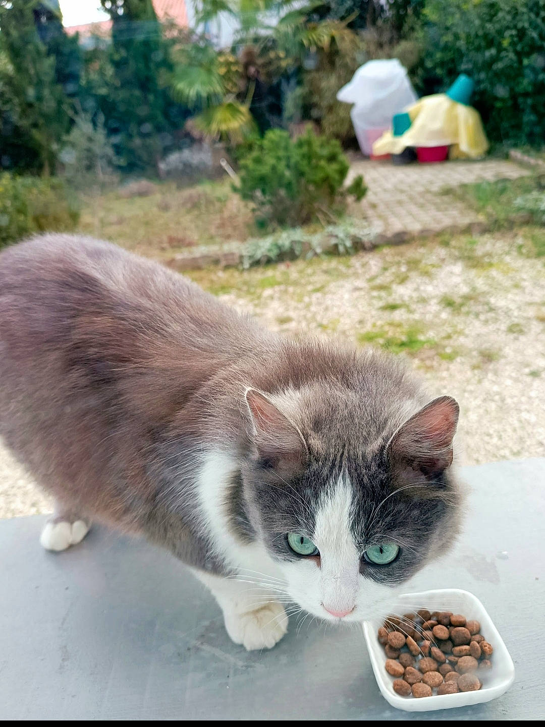 Bella a rejoint le concours — aidez-le/la à gagner de superbes lots ! bowl, carnivore, cat, domestic_short_haired_cat, felidae, food, fur, grass, mammal, paw, plant, small_to_medium_sized_cats, snout, tableware, tail, toy, tree, vertebrate, whiskers, window