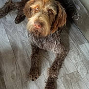 Elijah joined the competition — help win amazing prizes! dog, floor, couch, fur, pet, indoor, brown, curly_fur, paw, animal, relaxed, looking_up, towel, barefoot, home, furniture, wood_floor, light, domestic_animal, companion