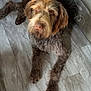 dog, floor, couch, fur, pet, indoor, brown, curly_fur, paw, animal, relaxed, looking_up, towel, barefoot, home, furniture, wood_floor, light, domestic_animal, companion